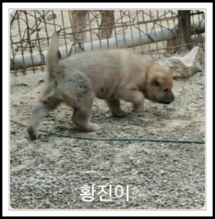 복실이 이미지