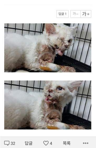 집 나간 고양이가 안구가 척출되어 돌아왔습니다 (사진 주의) | 인스티즈