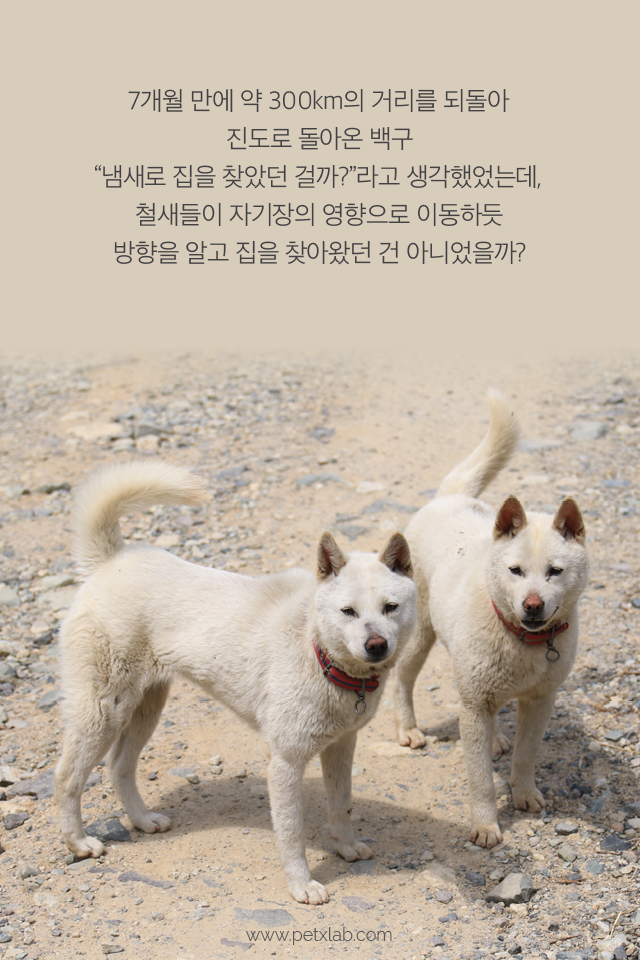 강아지가 똥 쌀 때 도는 이유!!!!!! | 인스티즈