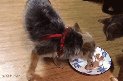 냥아치.gif | 인스티즈