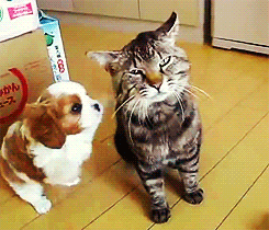개들이댐.gif | 인스티즈