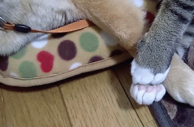 시바견과 고양이.gif | 인스티즈