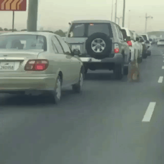 카타르 고속도로 달리는 냥이.gif | 인스티즈