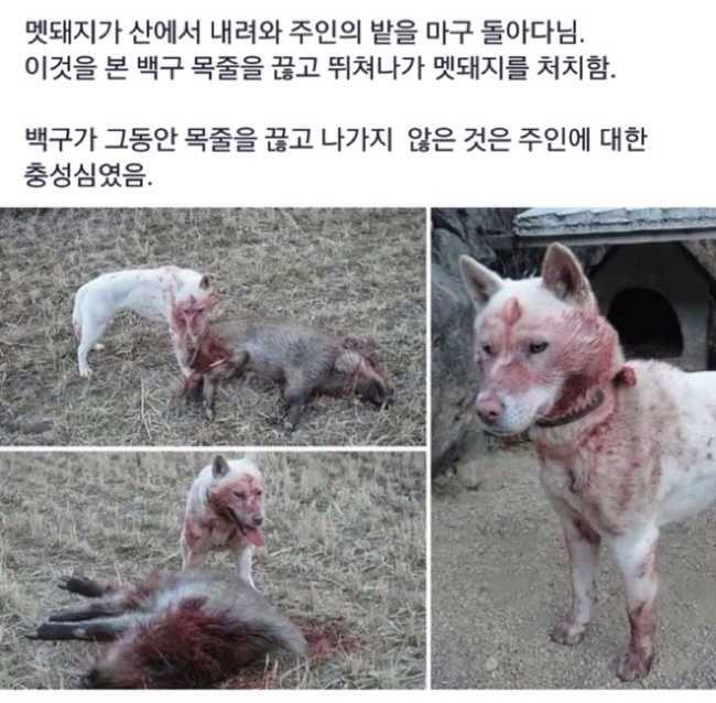 개들이 개목줄을 차고 있는 이유 | 인스티즈
