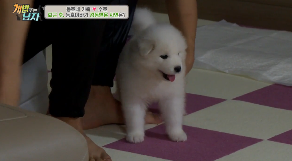 북극곰같은 강아지 | 인스티즈