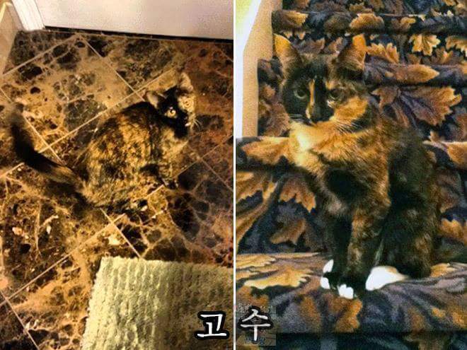 고양이 은신술 레벨 | 인스티즈