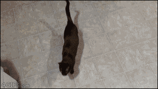 고양이 포획하는 법.GIF | 인스티즈