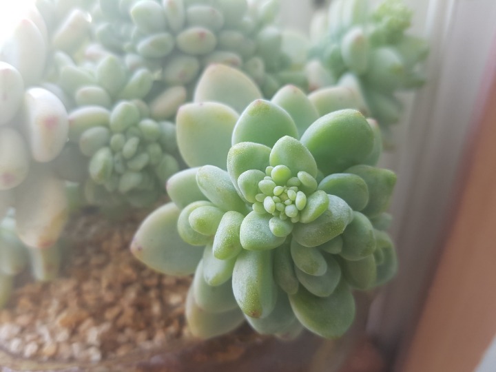 요고요고 이미지