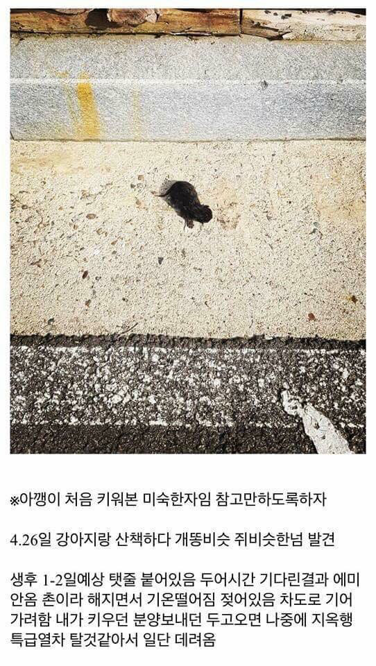 고양이를 만드는 디씨인.jpg | 인스티즈