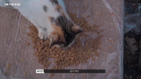 망원동 고양이 밥을 책임지고 있는 아이돌 | 인스티즈