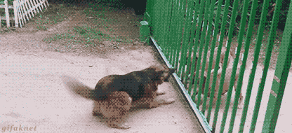 죽일듯이 달려가서 심판 밀치는 코너 맥그리거..gif | 인스티즈