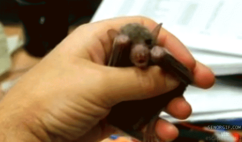 박씨가문중에 가장 귀여운 생물체.bat | 인스티즈