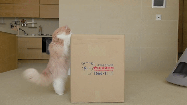 매력 터지는 동네 바보 고양이 | 인스티즈