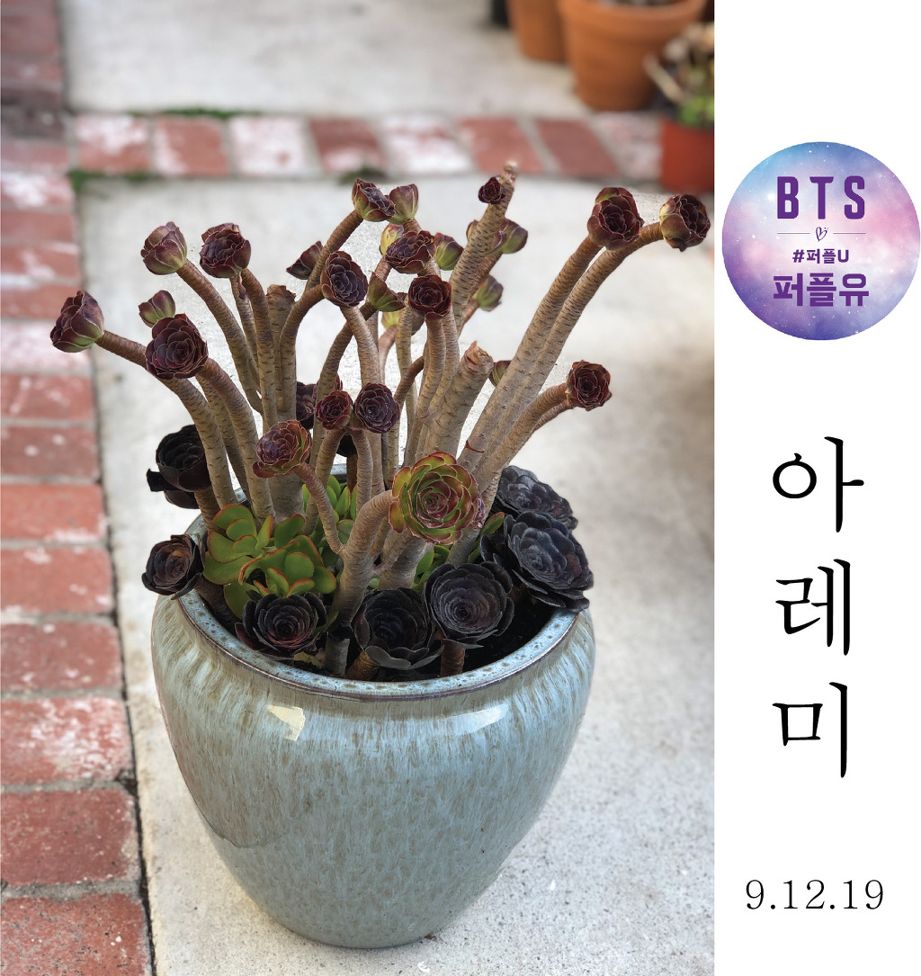 아레미 이미지