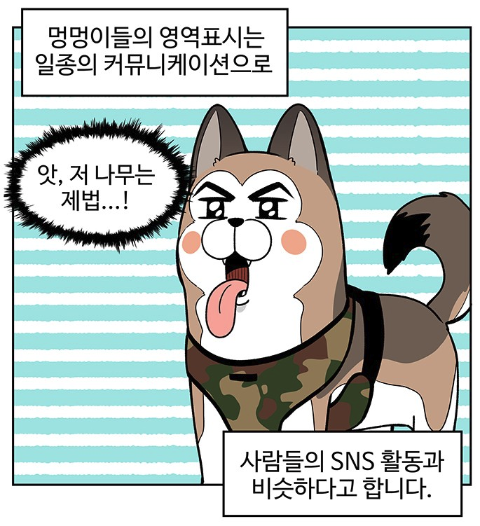 개들이 나무에 영역표시를 하는 이유.JPG | 인스티즈