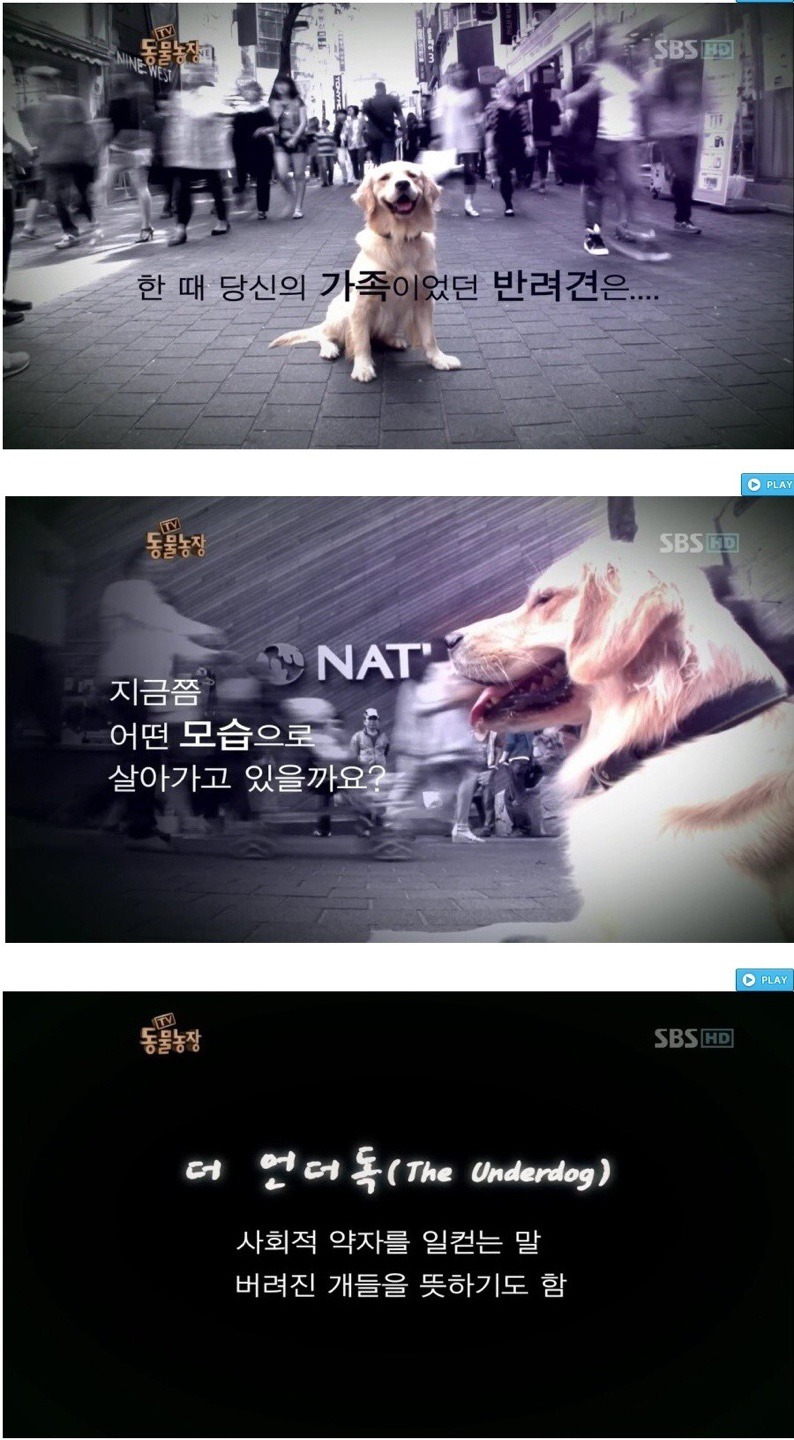 독한 마음을 먹지 않고서는 도저히 할 수 없는 직업 - 버려진 개들의 이야기.jpg | 인스티즈