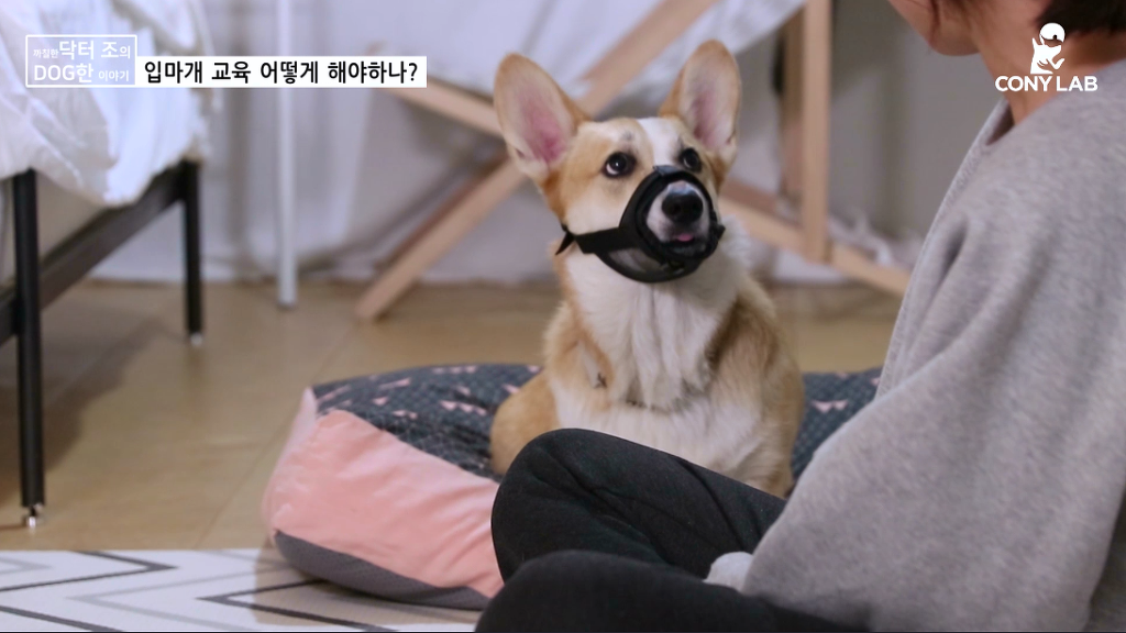 [영상] 강아지에게 거부감 안들게 입마개 교육하는 법! | 인스티즈