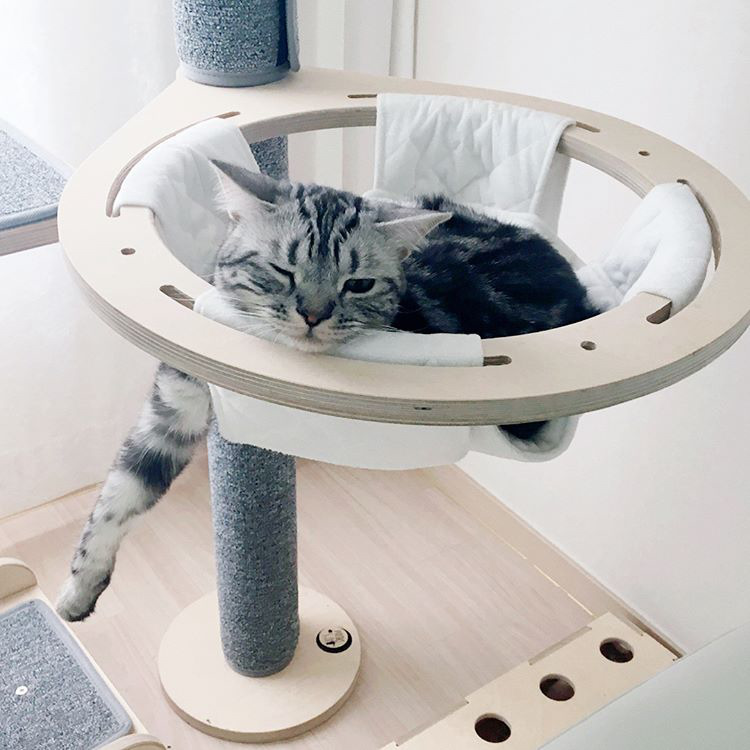 오늘자 고양이 생일파티 해준 전효성 ㅋㅋㅋㅋㅋㅋㅋㅋㅋ | 인스티즈