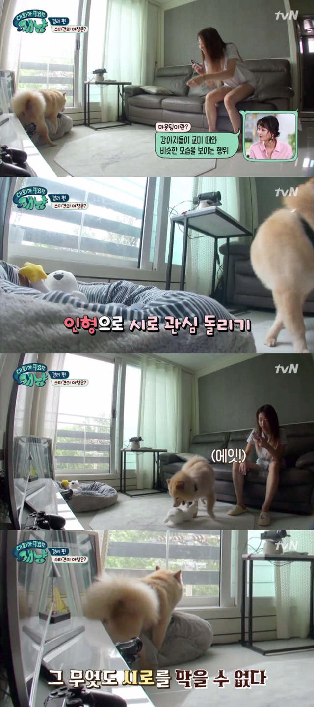 [대화가필요한개냥] 나인뮤지스 경리와 사랑스러운 반려견 시로.jpg | 인스티즈