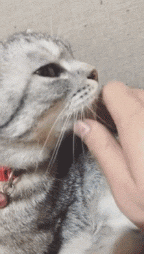 고양이 혀 잡아당기기.gif | 인스티즈