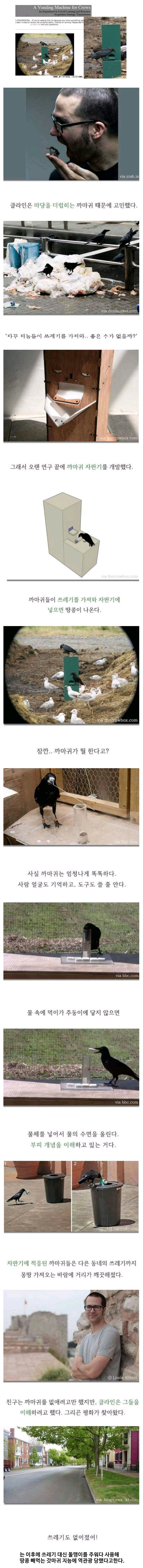 까마귀 지능 수준.JPG | 인스티즈