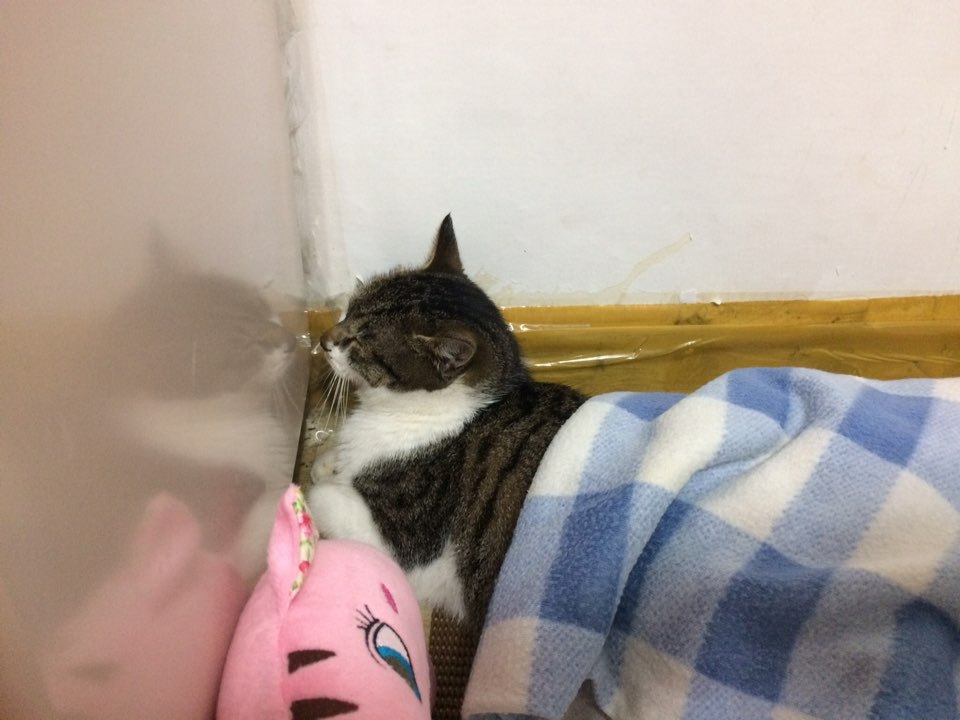 박스안에서 버려진채 떨고있던 고양이 쿠키를 도와주세요! +따뜻한 가족이되어줄 입양처를 찾습니다! | 인스티즈