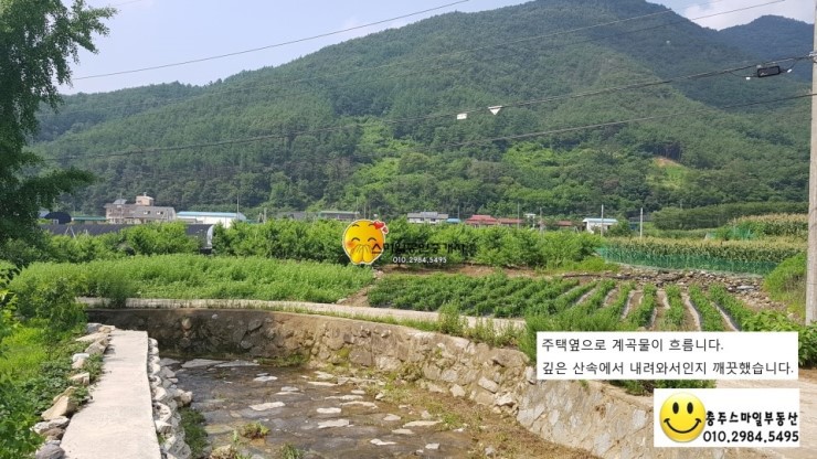 파란나무 이미지