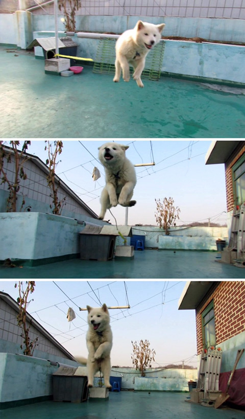 날아다니는 댕댕이.jpg | 인스티즈