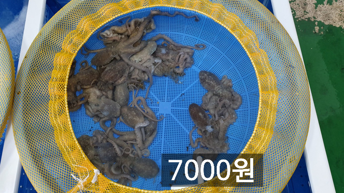 목포뻘낙지 이미지