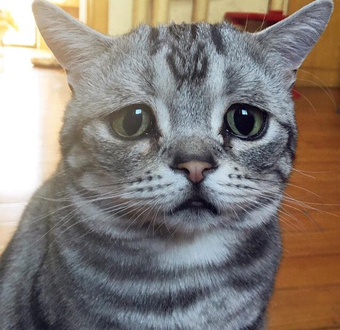 금방이라도 울 것 같은 울상 고양이 루후😿 | 인스티즈