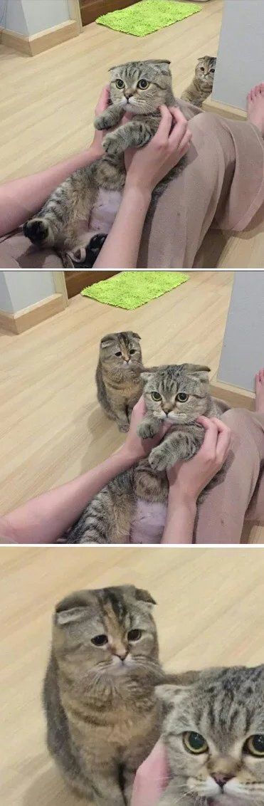 고양이 시무룩 | 인스티즈