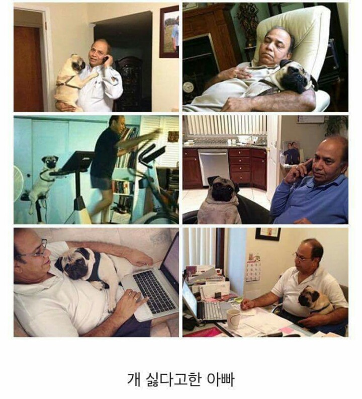 아빠 개 싫어한다 | 인스티즈