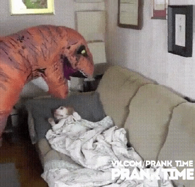 강아지 재워주는 자상한 주인.gif | 인스티즈