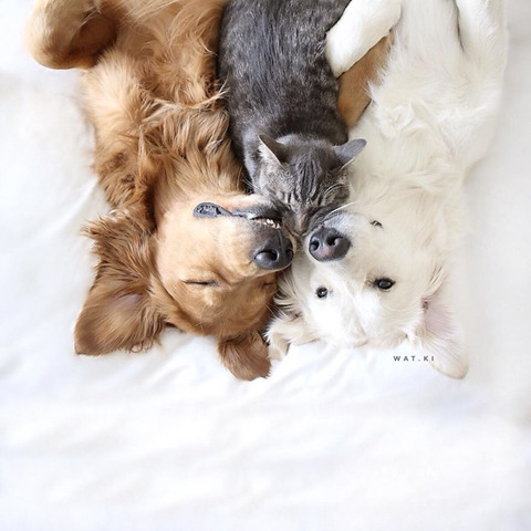 댕댕이 두마리와 고양이 한마리가 동거하는 이야기.jpg | 인스티즈
