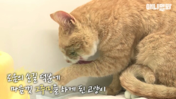 길고양이 학대하는 방법도 이젠 | 인스티즈