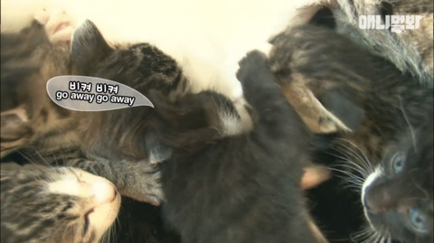 새끼고양이 열마리 키우는 엄마냥이 | 인스티즈
