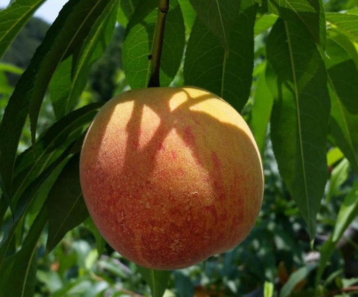 손오공을 오백년동안 갇혀있게 만든 과일 수준..ㄷㄷ..jpg | 인스티즈