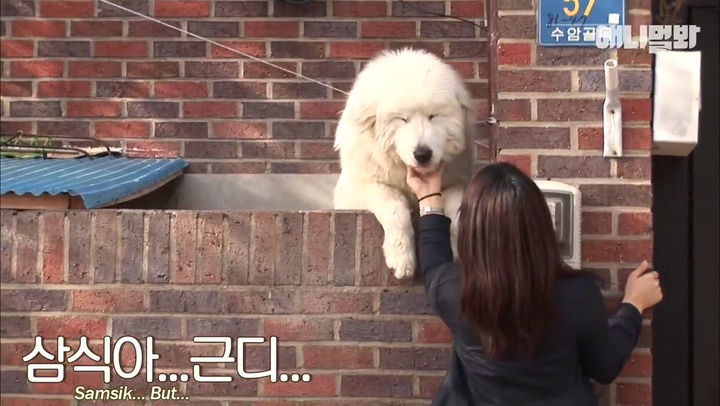 모른척 지나가면 짖는 삼식이.jpg | 인스티즈