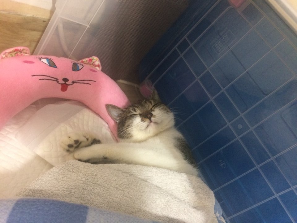 박스안에서 버려진채 떨고있던 고양이 쿠키를 도와주세요! +따뜻한 가족이되어줄 입양처를 찾습니다! | 인스티즈