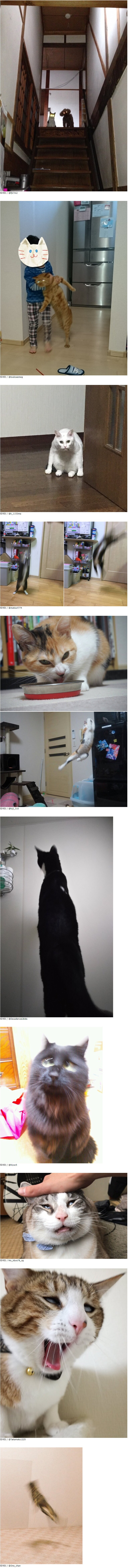 망한 고양이 사진 대회.jpg | 인스티즈