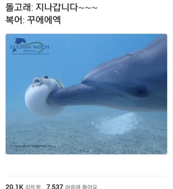 돌고래: 지나갑니다~ | 인스티즈