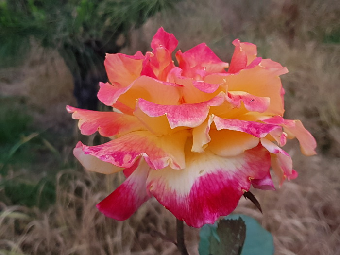 99696C4E5CE0E1EF06D1C8