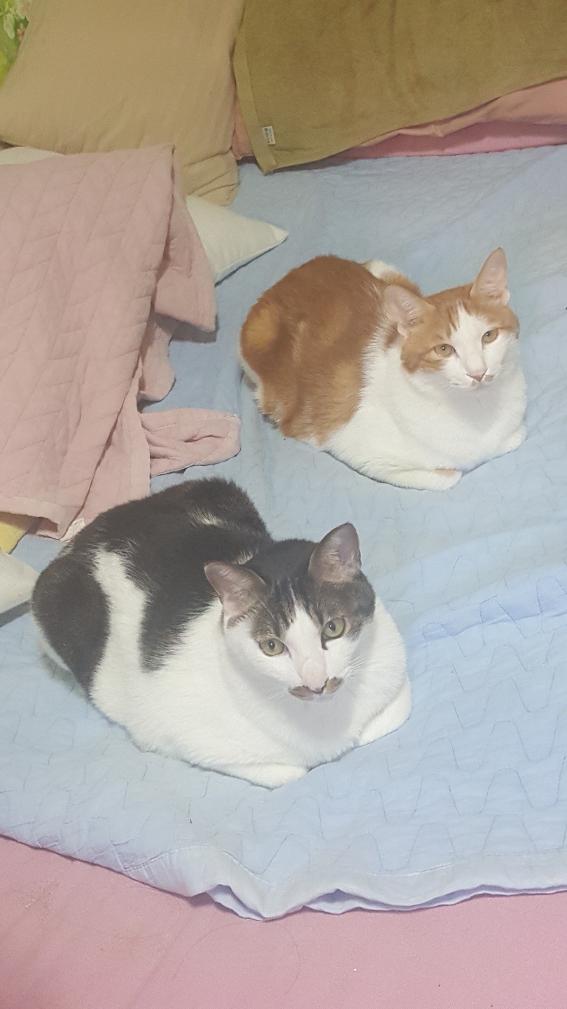 저희집고양이들.jpg | 인스티즈