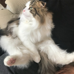 귀여운 고양이.jpg | 인스티즈