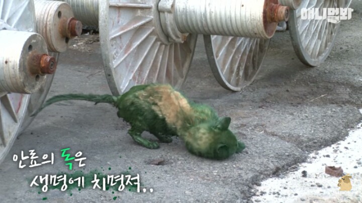 길고양이 학대하는 방법도 이젠 | 인스티즈