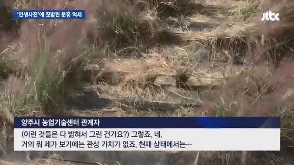 인생사진에 짓밟힌 분홍 억새.jpg | 인스티즈