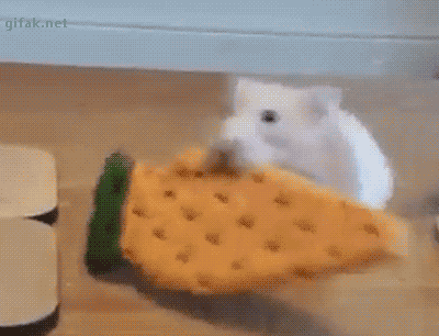 끌려가는 햄찌.gif | 인스티즈