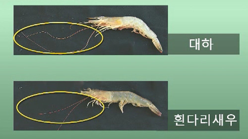 대하 이미지