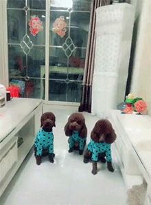 댕댕이 앞에서 죽은척하기..gif | 인스티즈