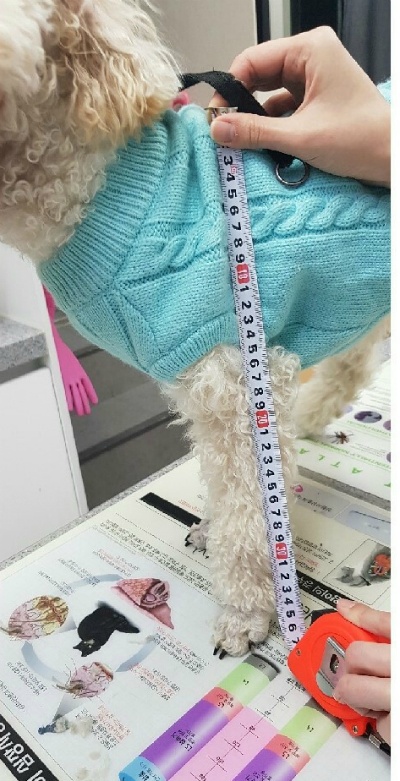 얘들아 개파라치 시행/공격성과 무관한 입마개 착용 의무화에 반대하는 가장 효과적인 방법!!! | 인스티즈